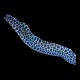 Leopard Morray Eel