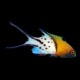 Lyretail Hogfish
