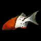 Lyretail Hogfish