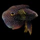 Marine Betta