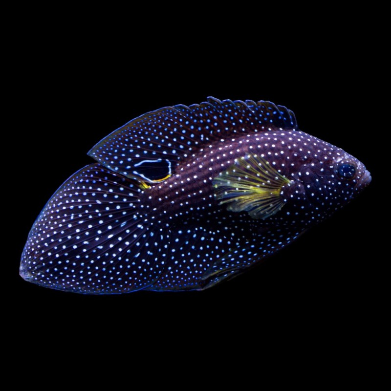 Marine Betta