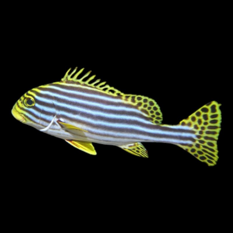 Oriental Sweetlips