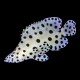 Panther Grouper