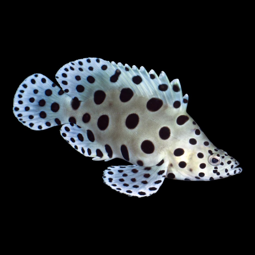 Panther Grouper