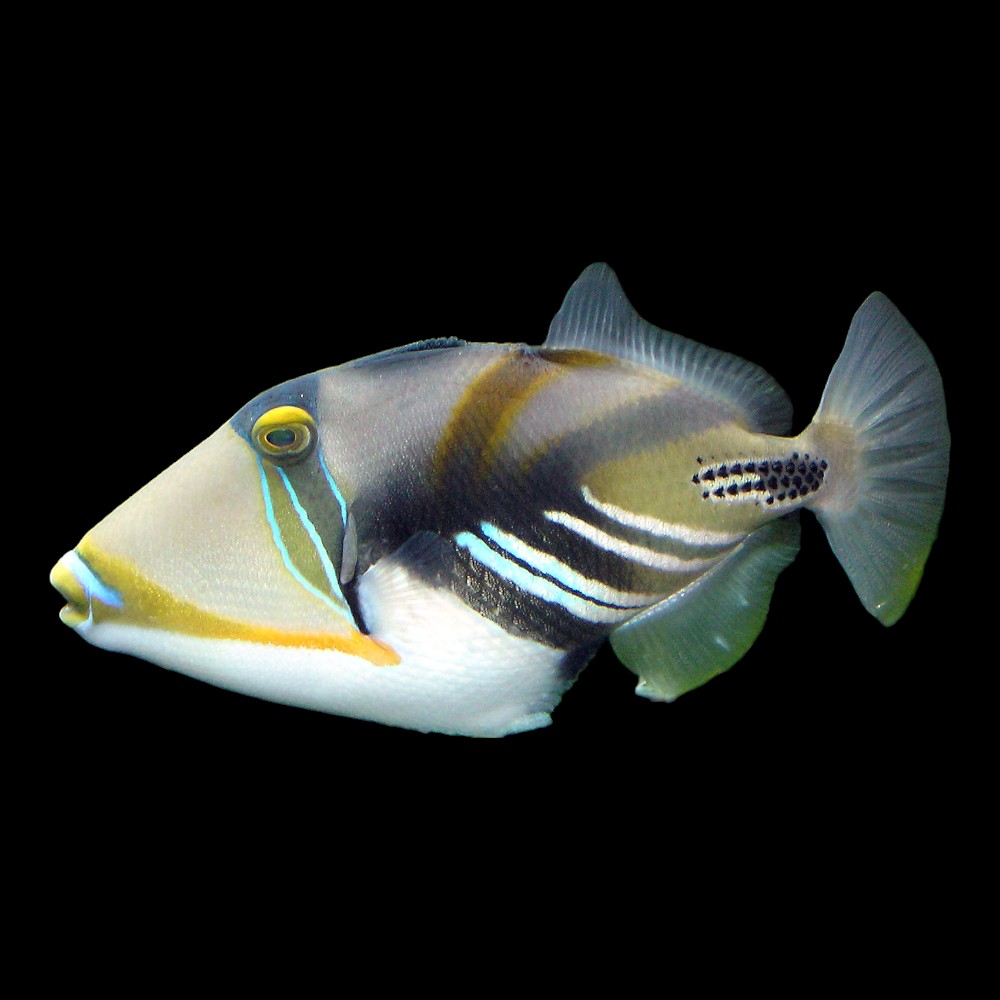 Picaso Triggerfish