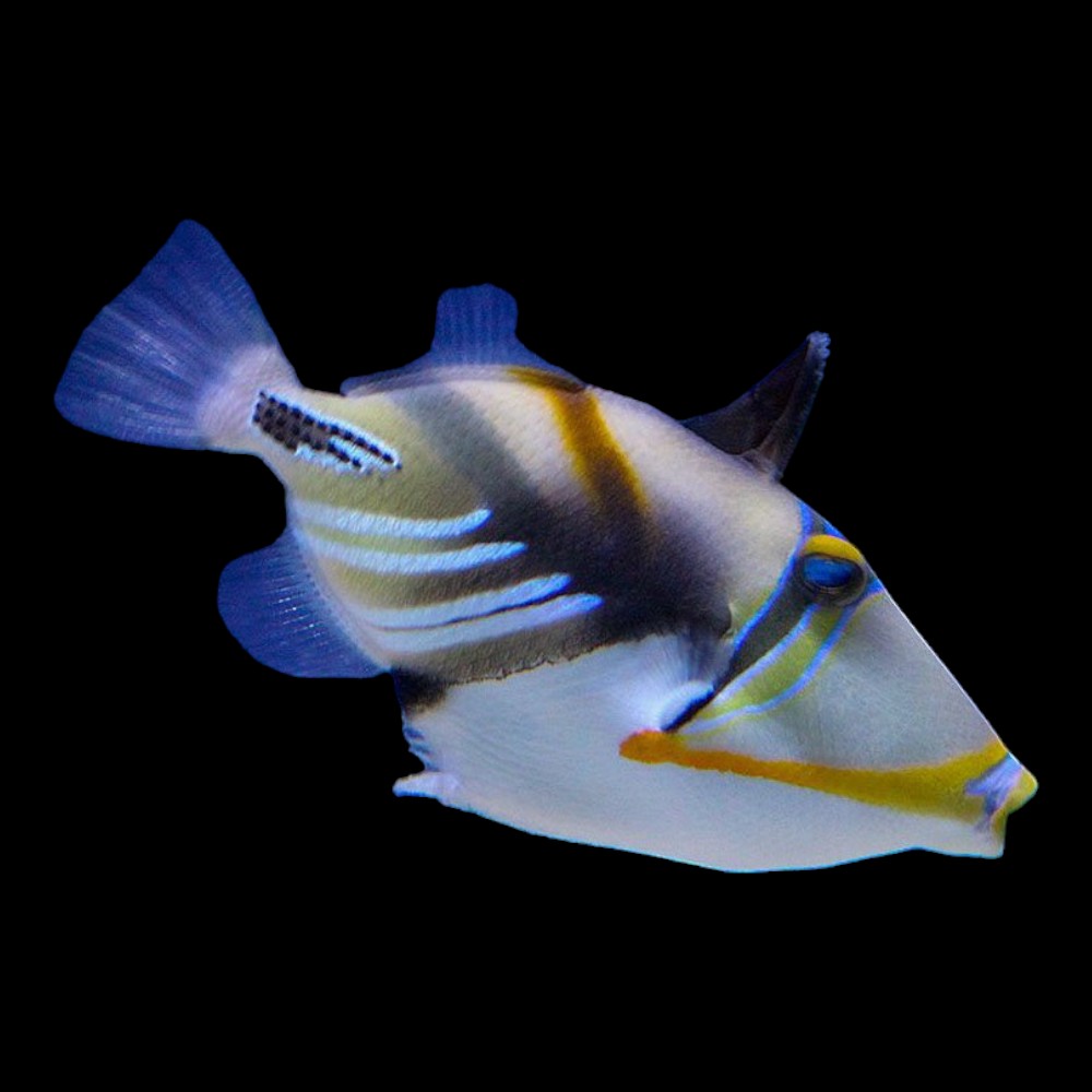 Picaso Triggerfish