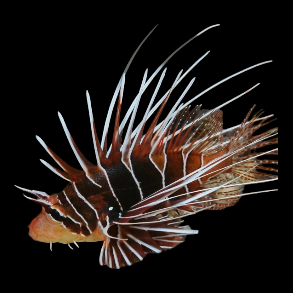 Radiata Lionfish