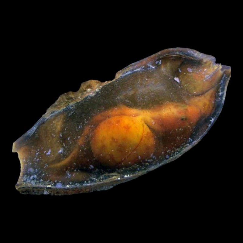 Shark-Egg