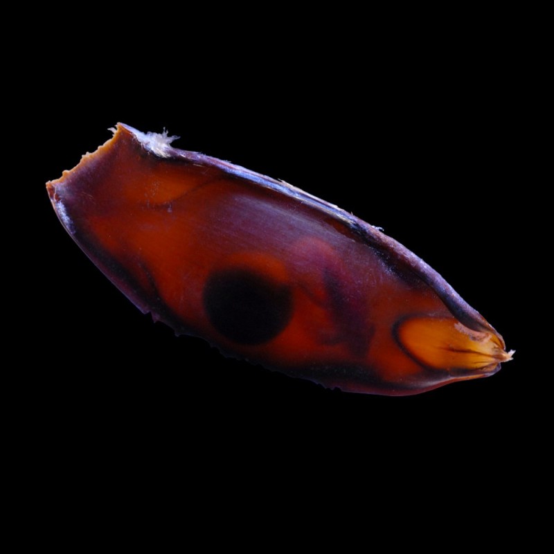 Shark-Egg