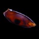 Shark-Egg