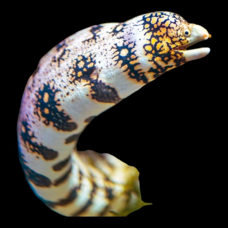 Snowflake Moray Eel