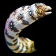 Snowflake Moray Eel