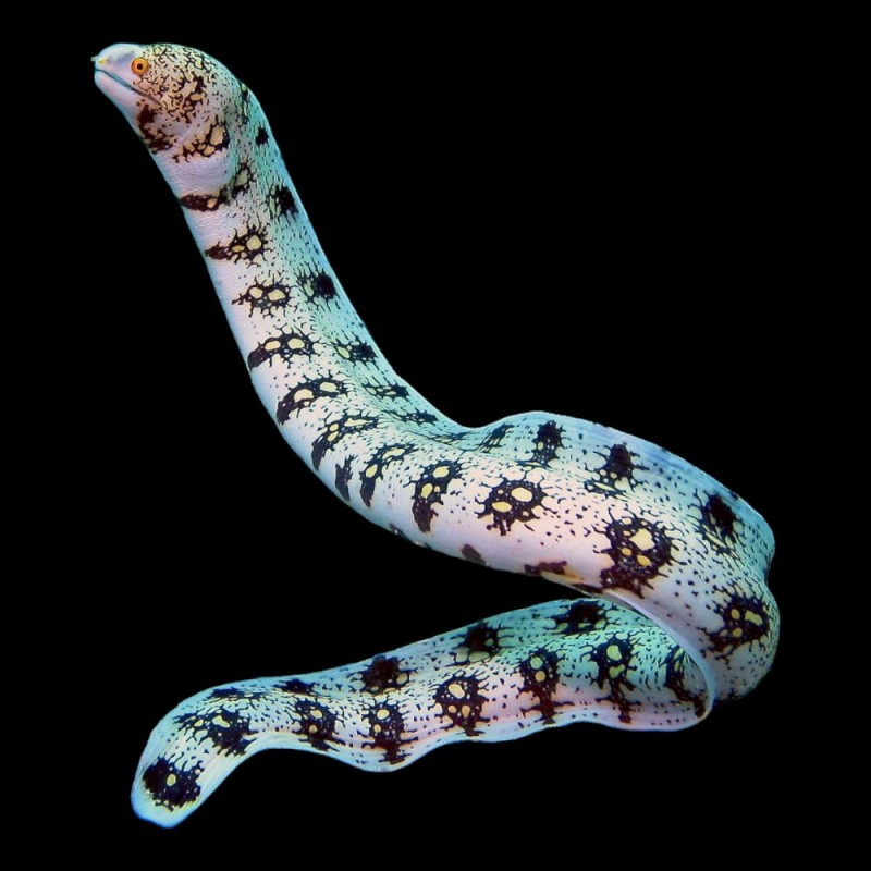 Snowflake Moray Eel
