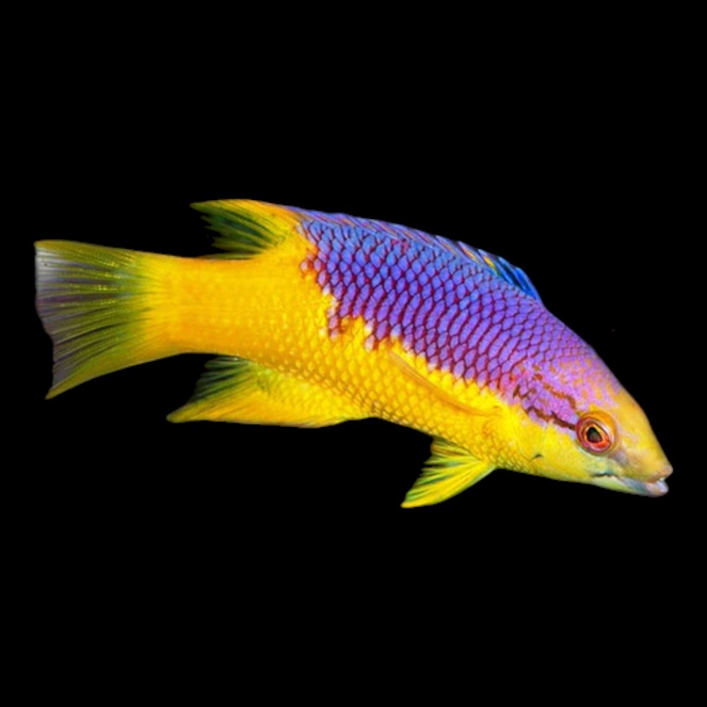 Spanish Hogfish