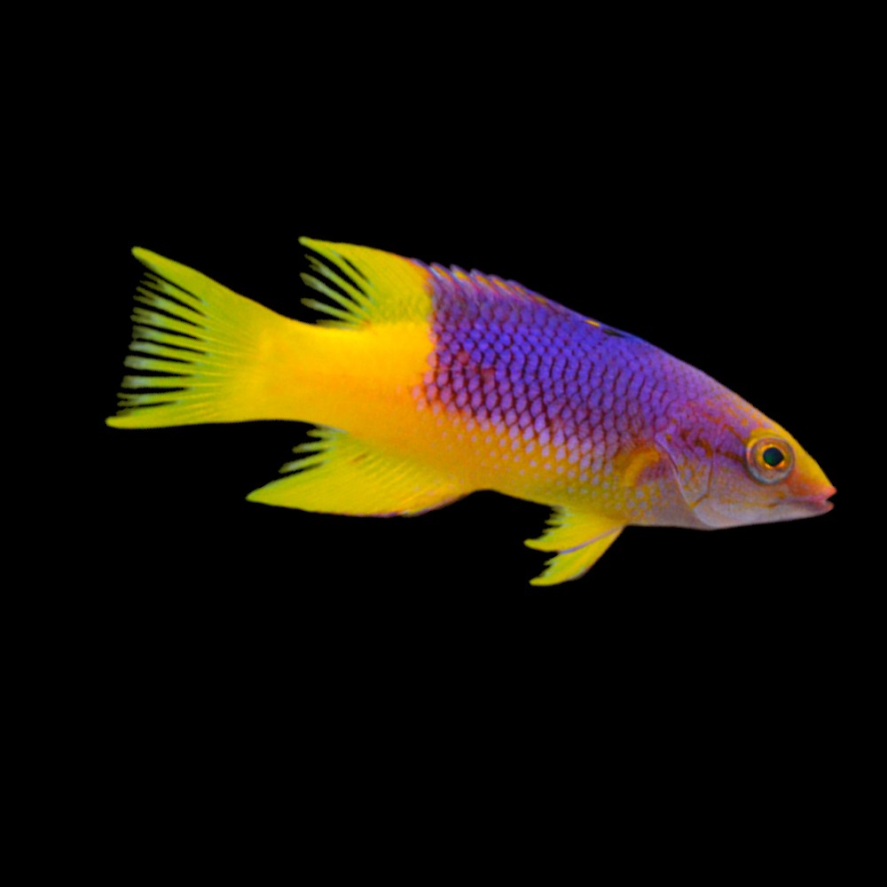 Spanish Hogfish