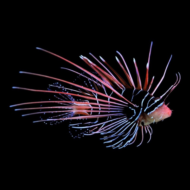 Radiata Lionfish