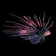 Radiata Lionfish
