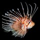 Spot-Fin Lionfish