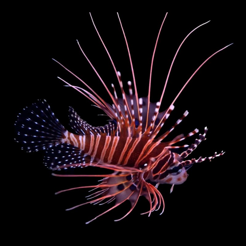 Spot-Fin Lionfish
