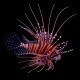 Spot-Fin Lionfish