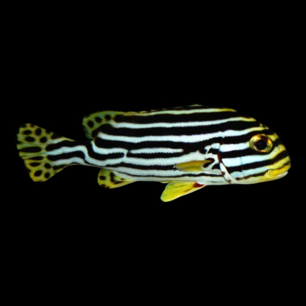 Striped Sweetlips