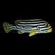 Striped Sweetlips
