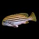 Striped Sweetlips
