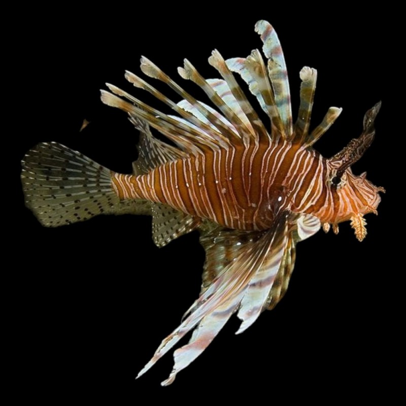 Volitan Lionfish