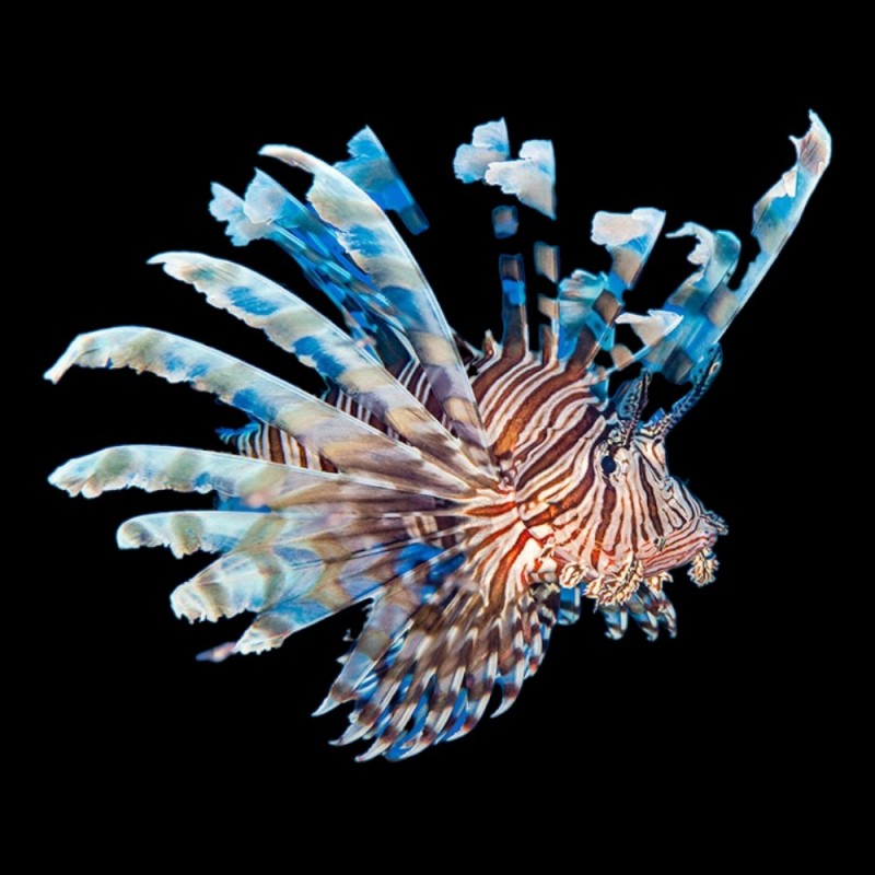 Volitan Lionfish