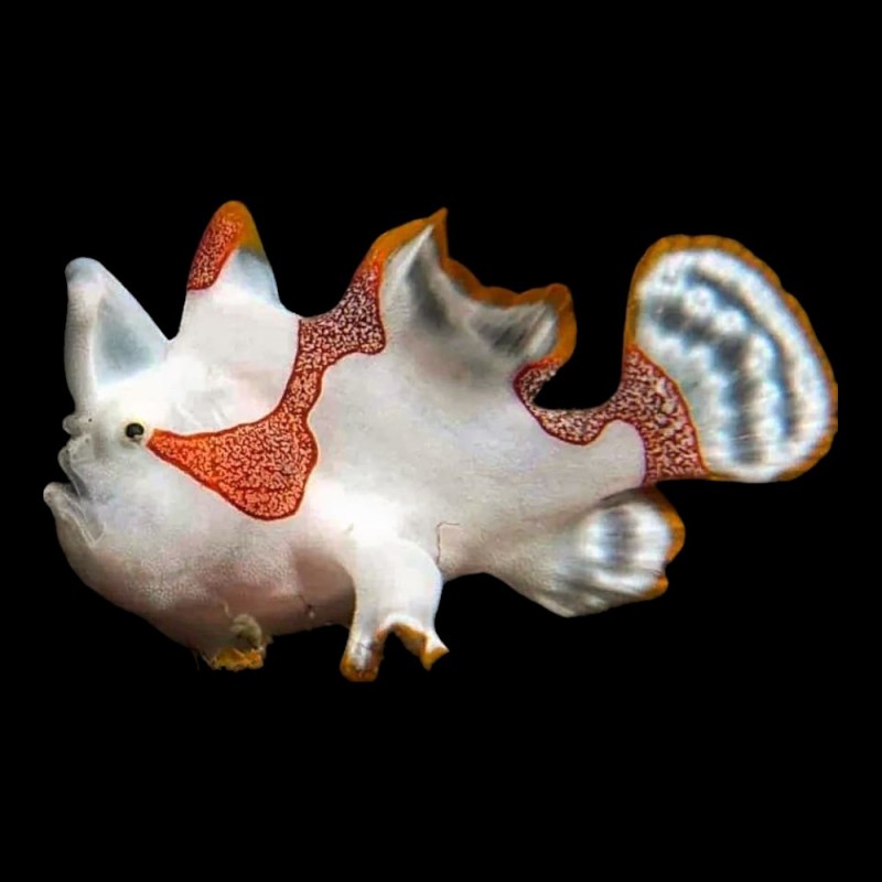 Wartskin Angler Fish