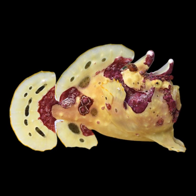 Wartskin Angler Fish