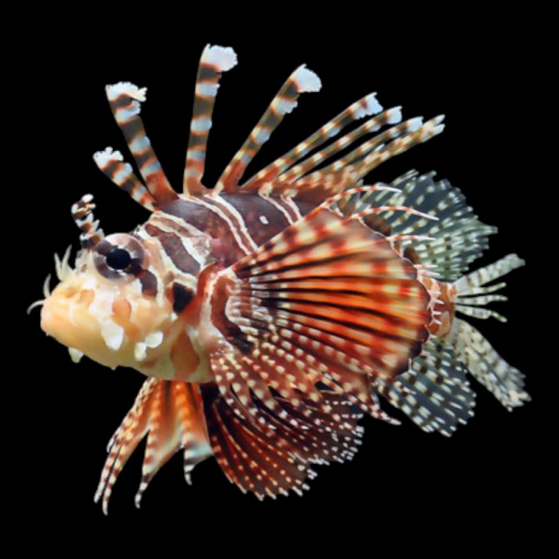 Zebra Lionfish