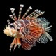 Zebra Lionfish