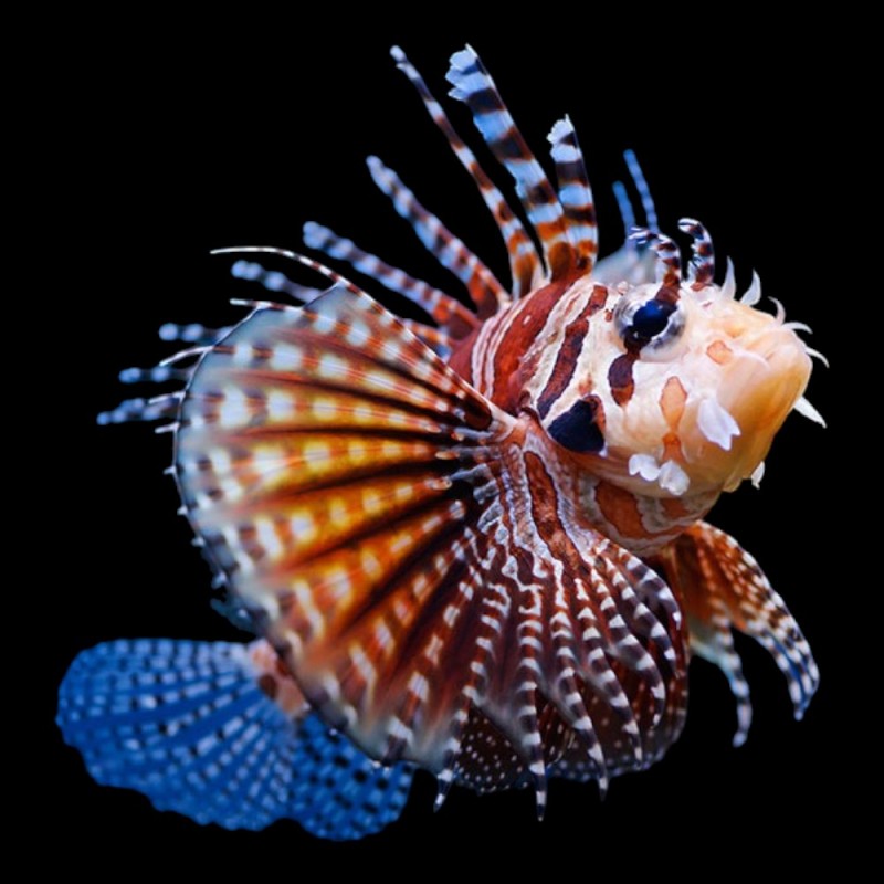 Zebra Lionfish