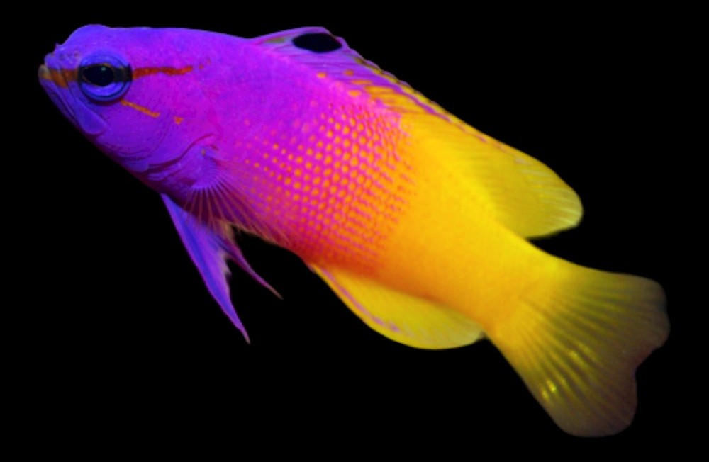 Unveiling the Newest Additions: Meet Our Latest Marine Fish Arrivals