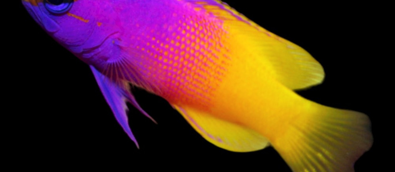 Unveiling the Newest Additions: Meet Our Latest Marine Fish Arrivals
