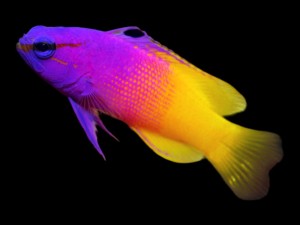 Unveiling the Newest Additions: Meet Our Latest Marine Fish Arrivals