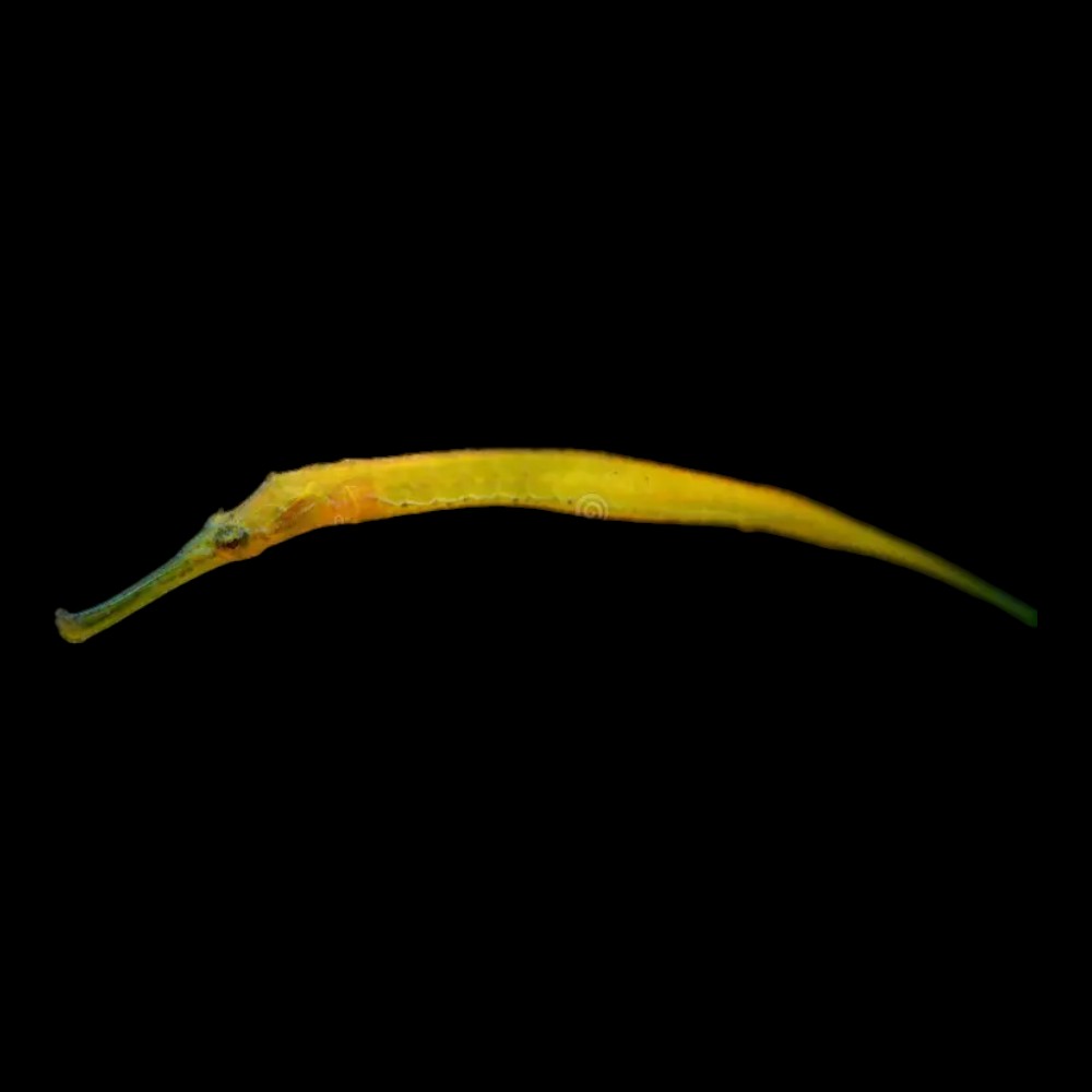 Alligator Pipefish