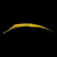 Alligator Pipefish
