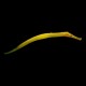 Alligator Pipefish