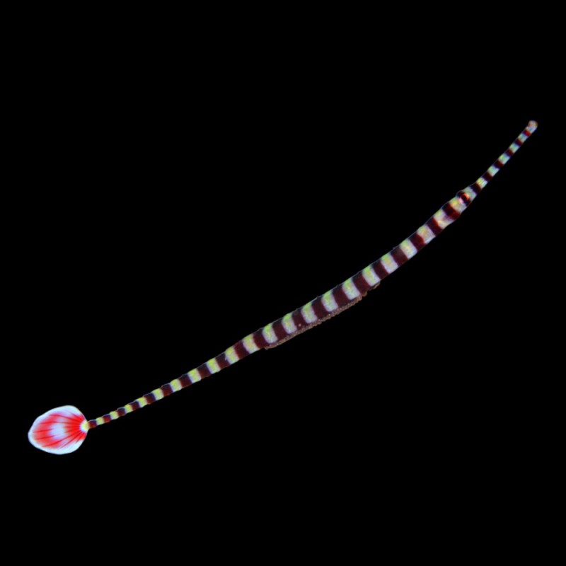 Banded Pipe Fish
