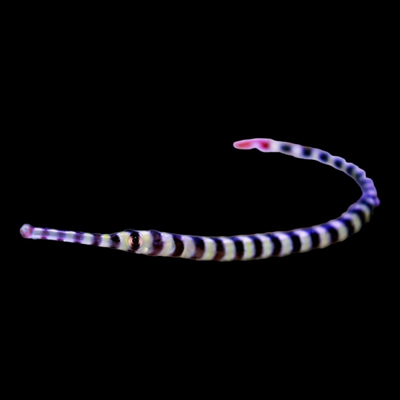 Banded Pipe Fish