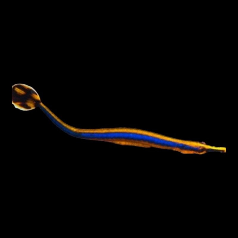 Bluestripe Pipefish