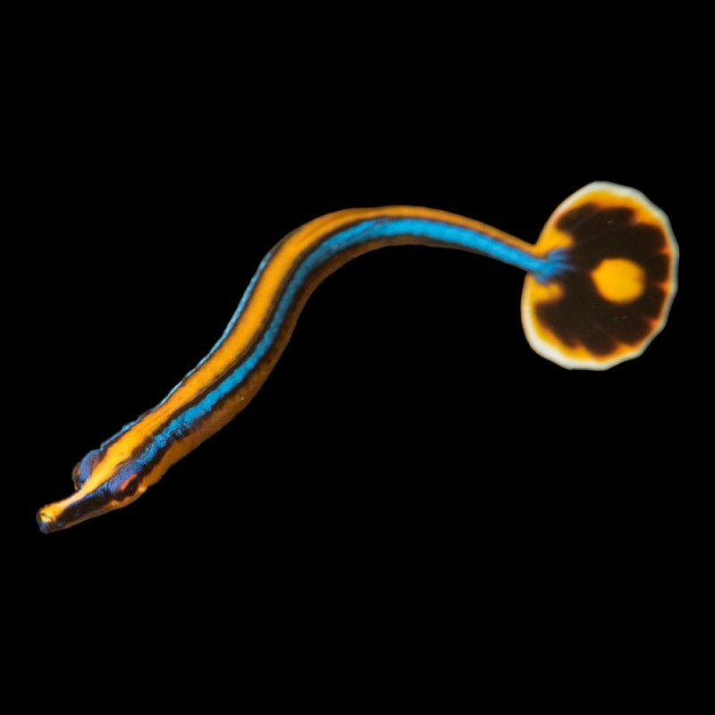 Bluestripe Pipefish