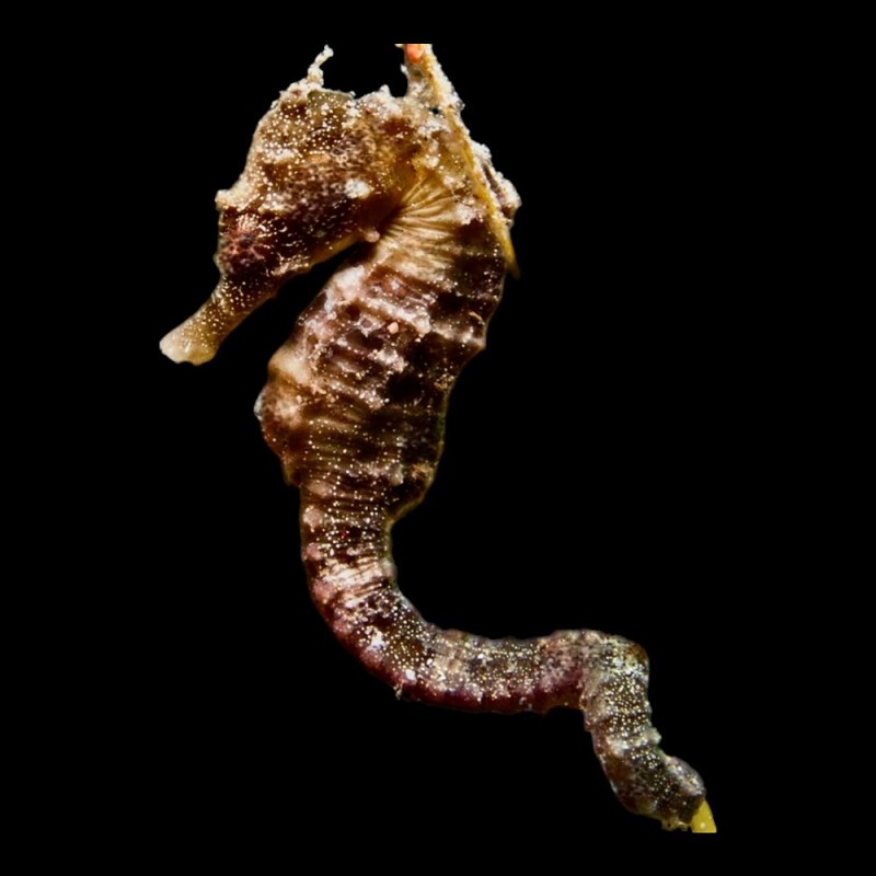 Fuscus Seahorse