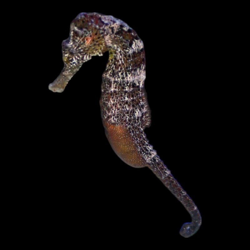 Fuscus Seahorse