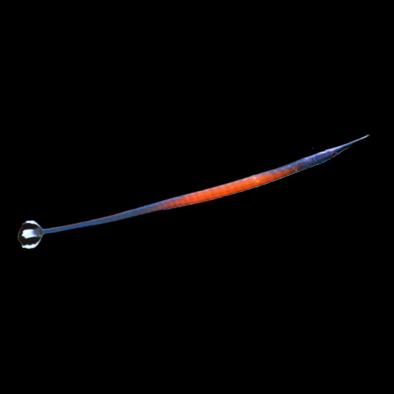 Janss Pipe Fish
