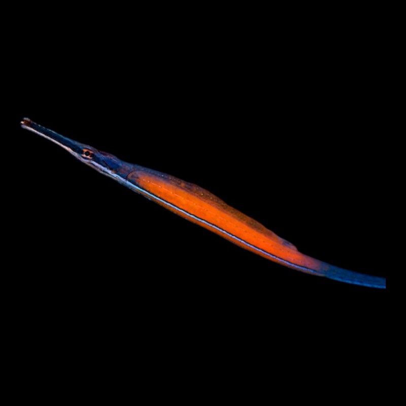 Janss Pipe Fish