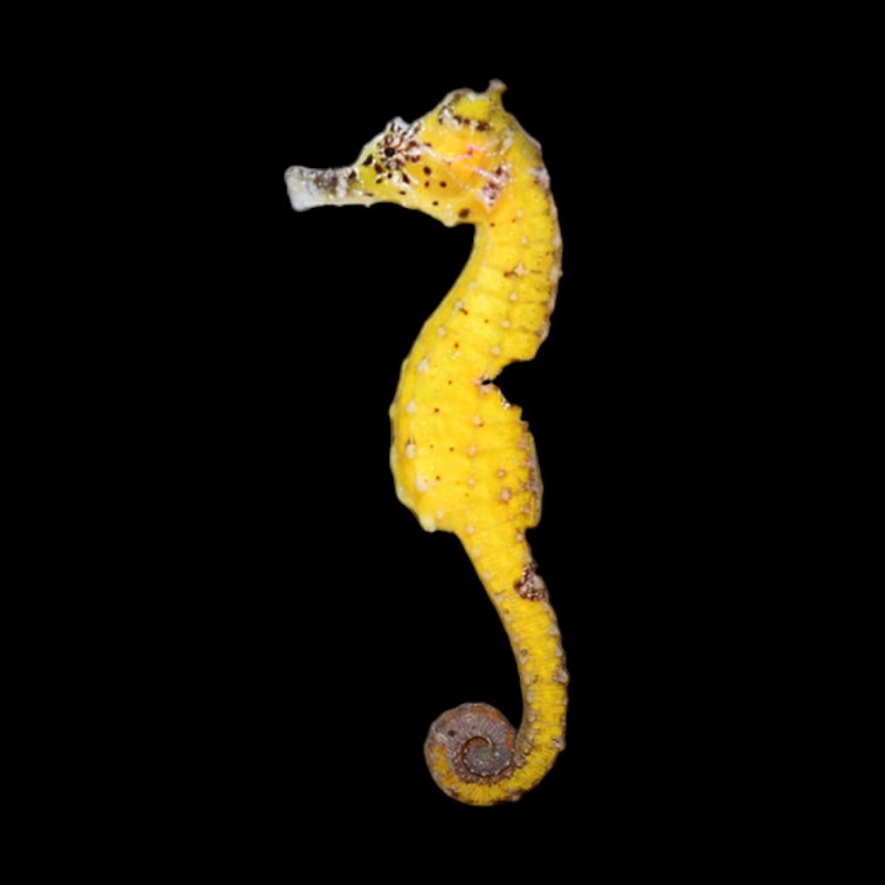 Kuda Seahorse