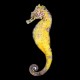 Kuda Seahorse